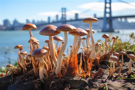 allenii mushroom|The Psilocybe Allenii Mushroom Guide